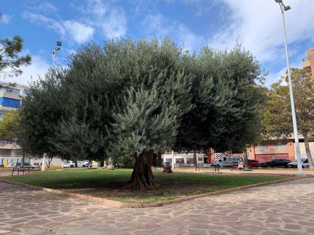 Torrevieja, Alicante  Spain