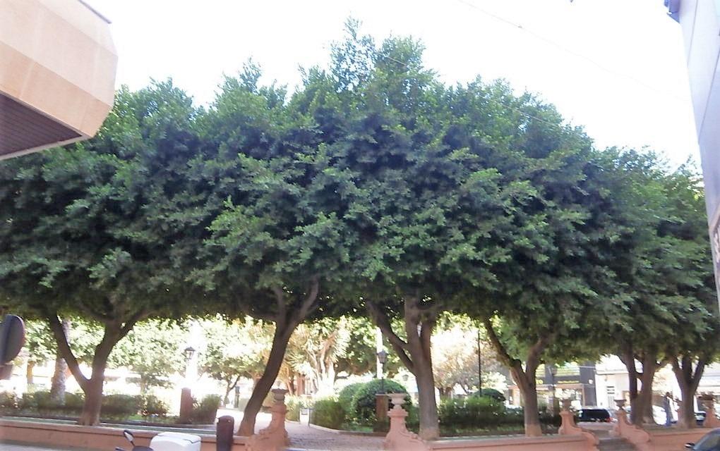 Zona Centro, Alicante  Spain