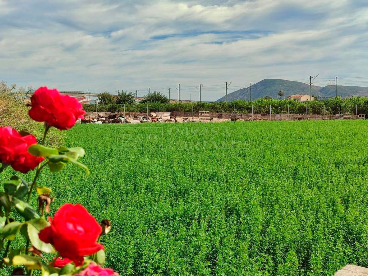 Orihuela, Alicante  Spain