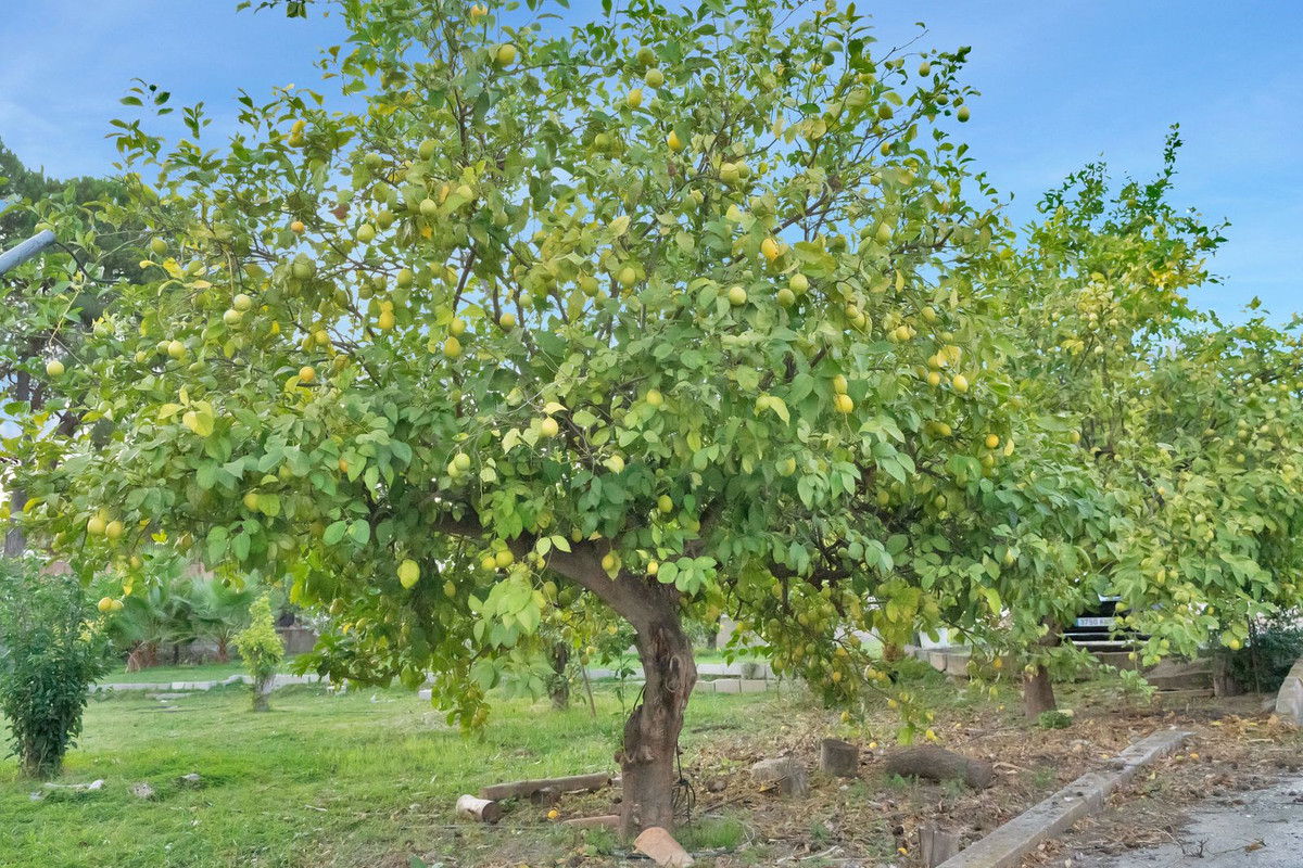 , Málaga  Spain