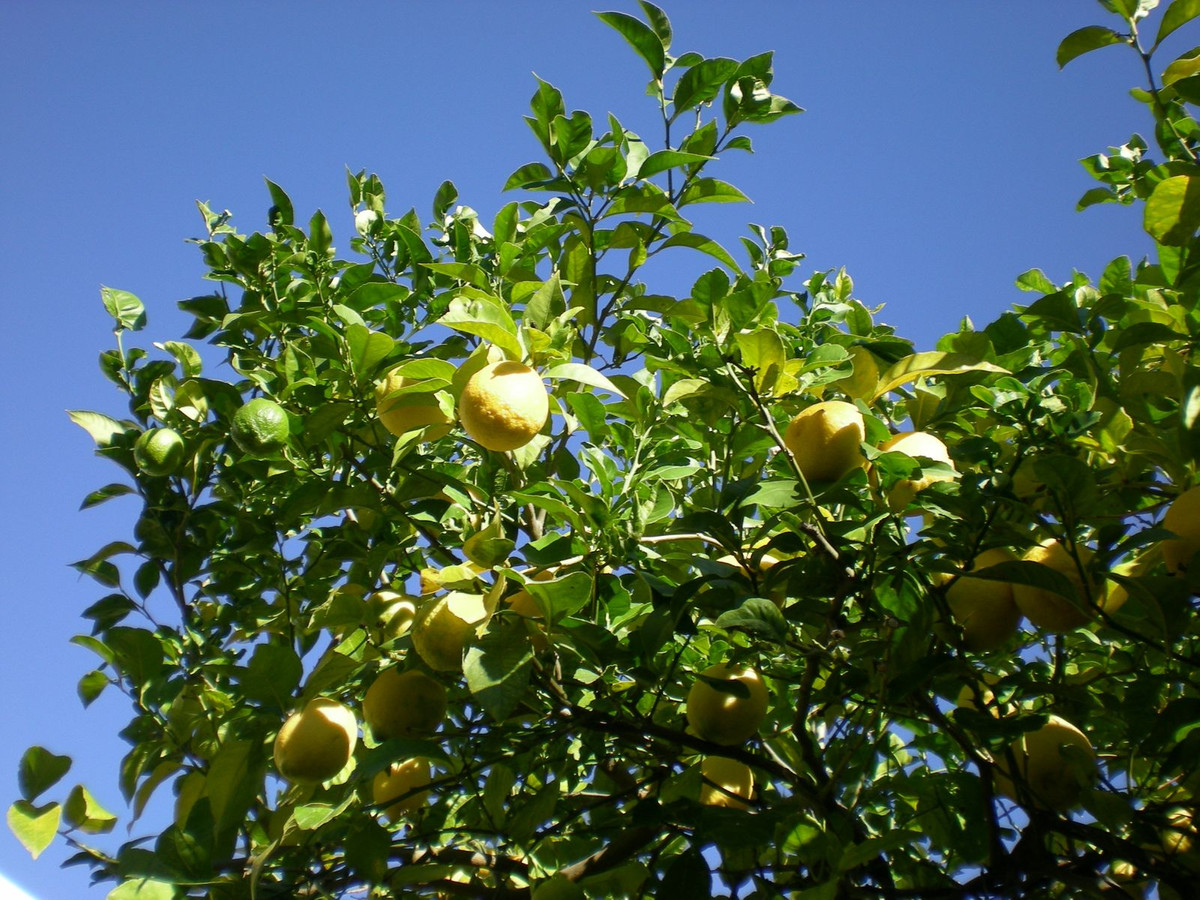 , Málaga  Spain