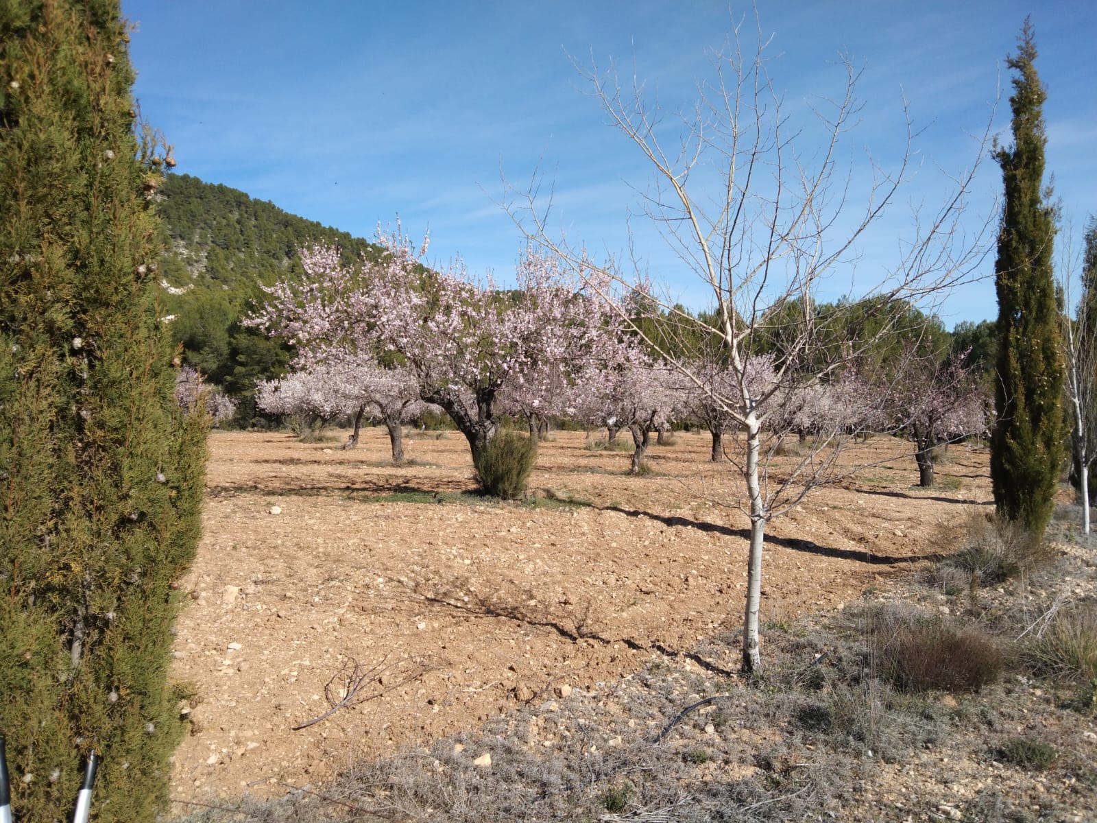 Bullas, Murcia  Spain