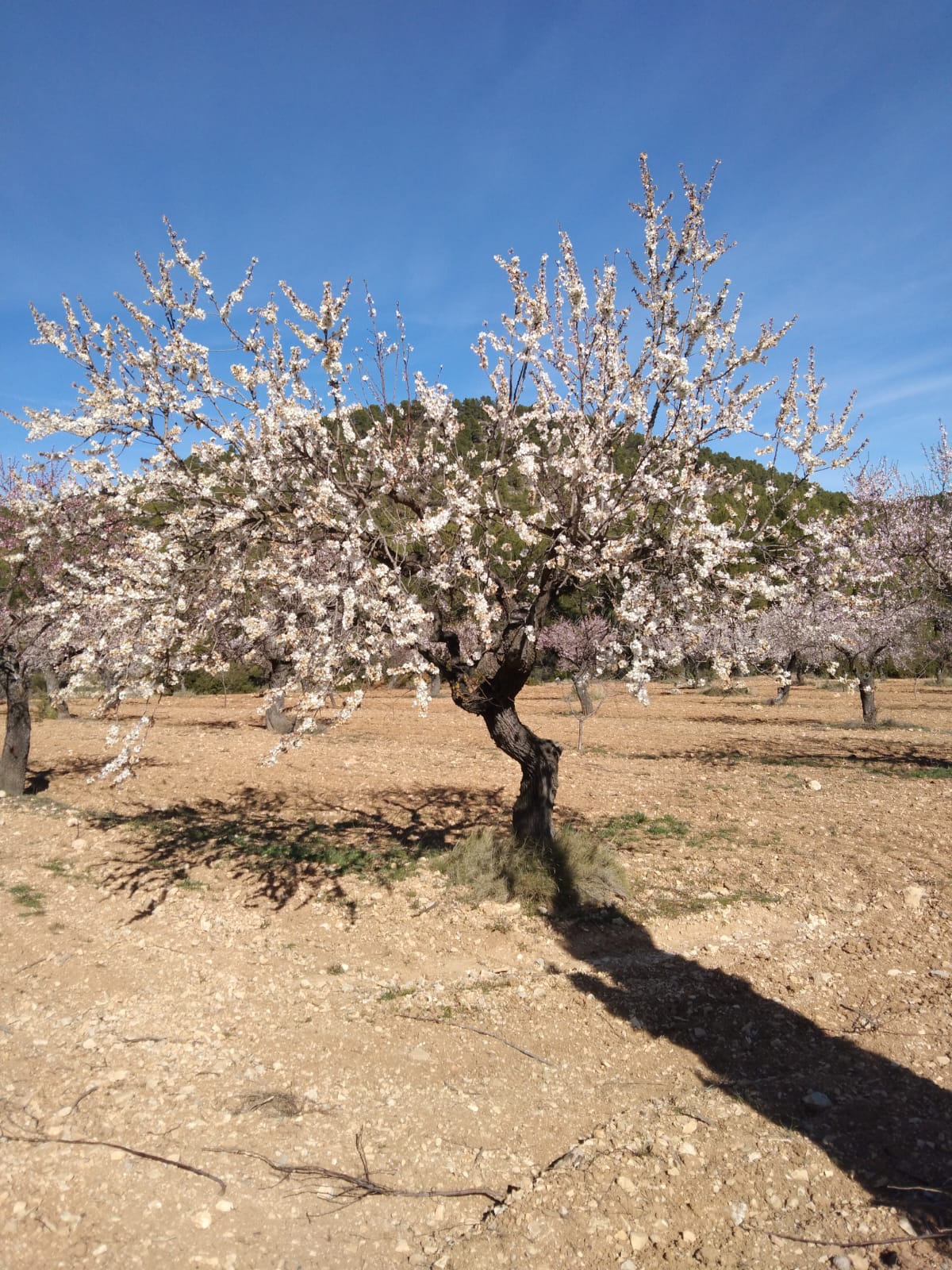 Bullas, Murcia  Spain